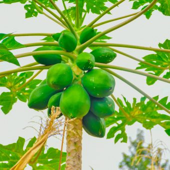 Unlocking the Agricultural Potential of Mount Kenya’s Prime Plots